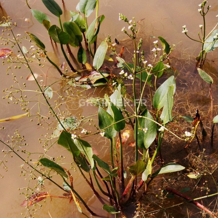 Common water plantain, alisma plantago-aquatica image